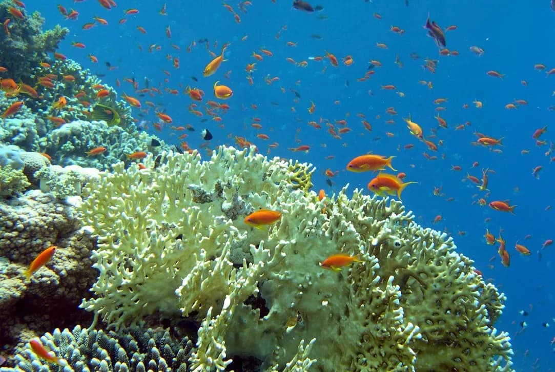 Semi Submarine Tour - Photo 1