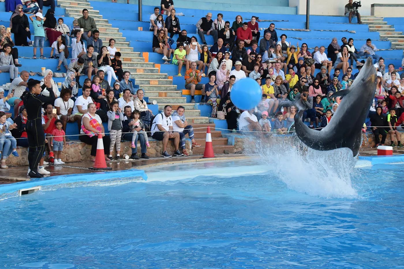 Swimming with Dolphins - Photo 1