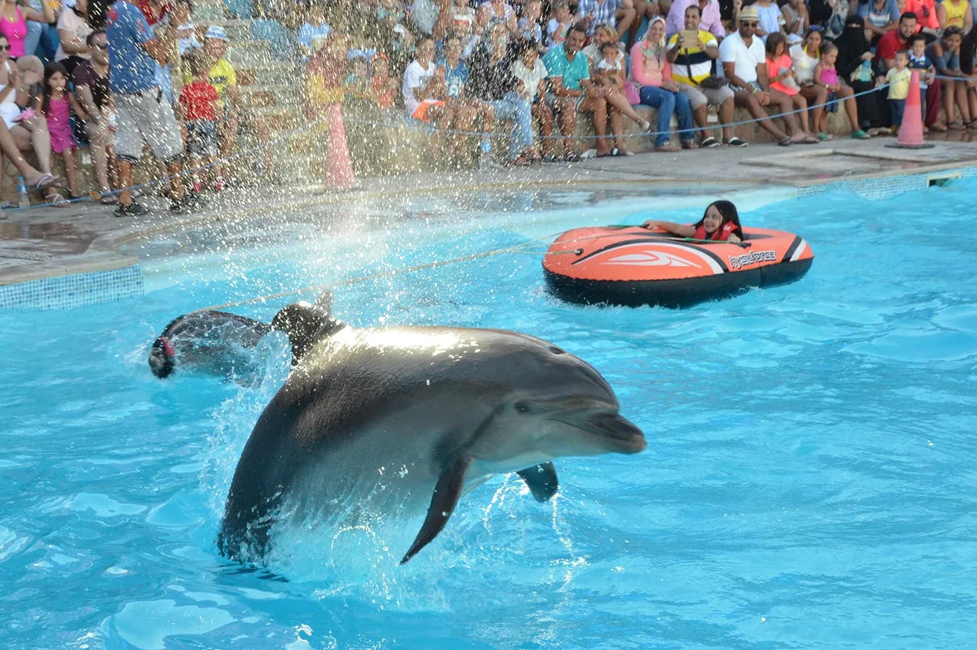 Swimming with Dolphins - Photo 2