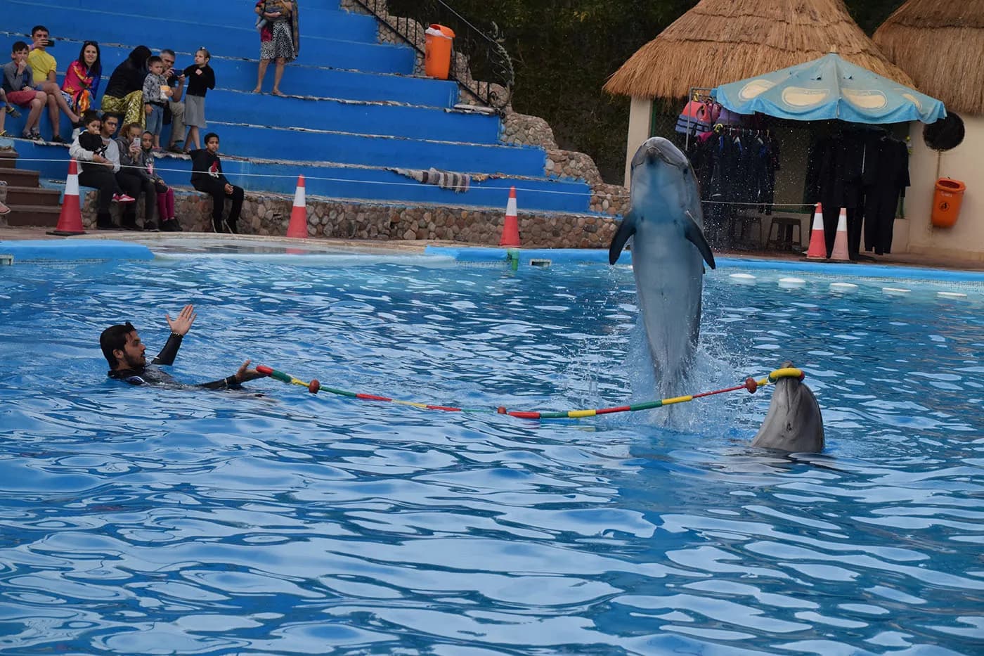Swimming with Dolphins - Photo 3