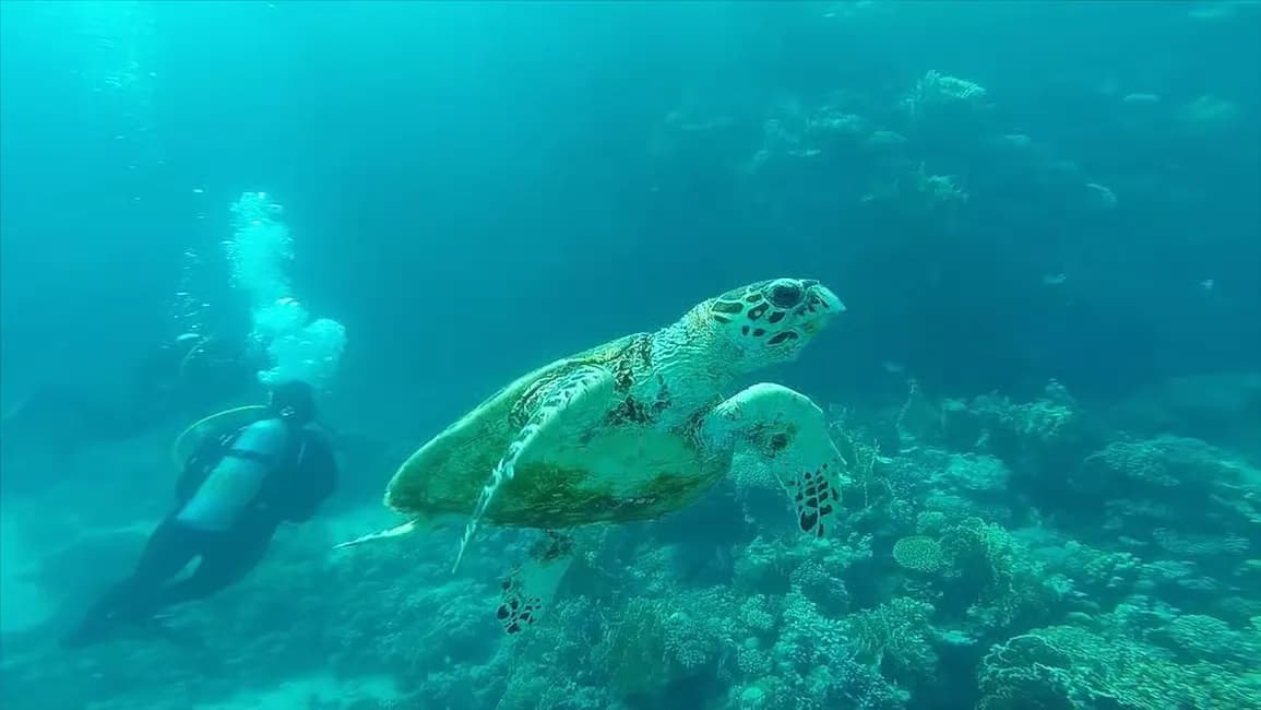 Ain Sokhna Snorkeling Cruise with Optional Transfer - Photo 2