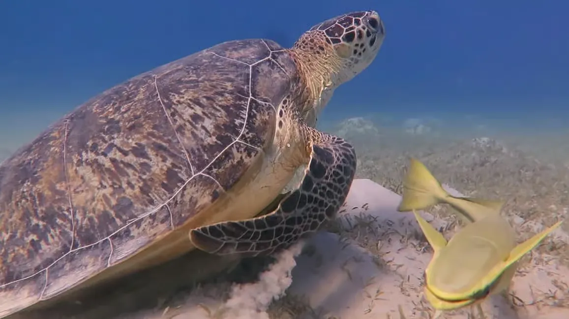 Ain Sokhna Snorkeling Cruise with Optional Transfer - Photo 3
