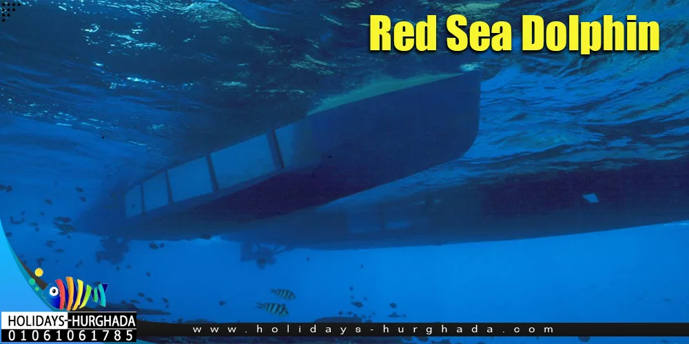 Paradise Island Trip with Redsea Dolphin - Photo 2